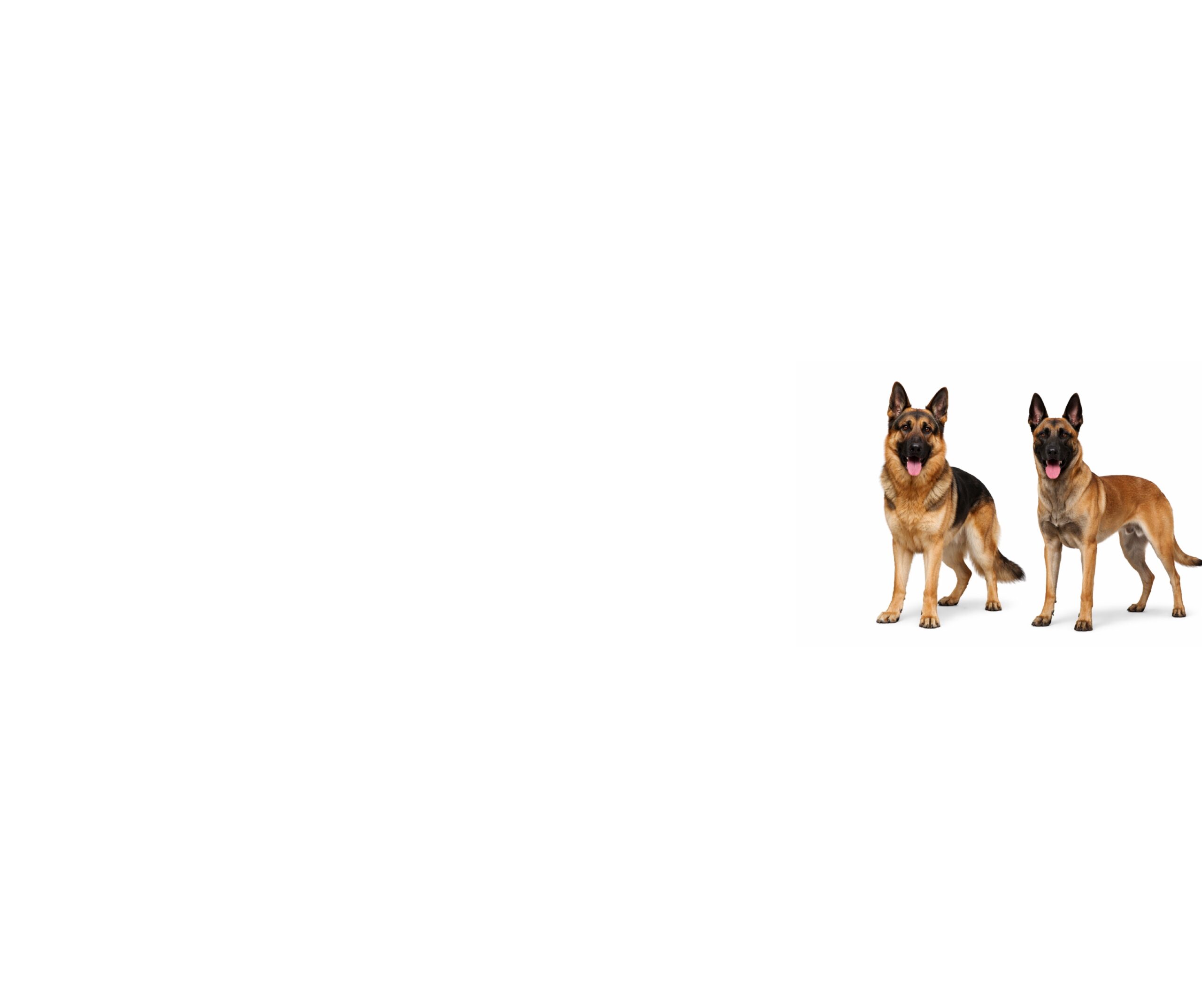 German Shepherd Dogs And Belgian Malinois
