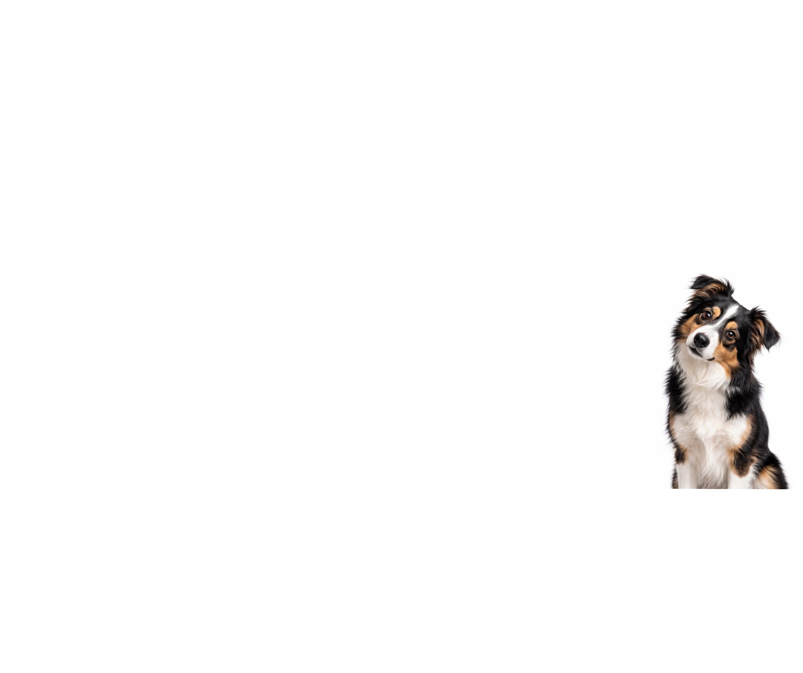 Why Working Breeds Can Struggle More Behaviourally in a Home