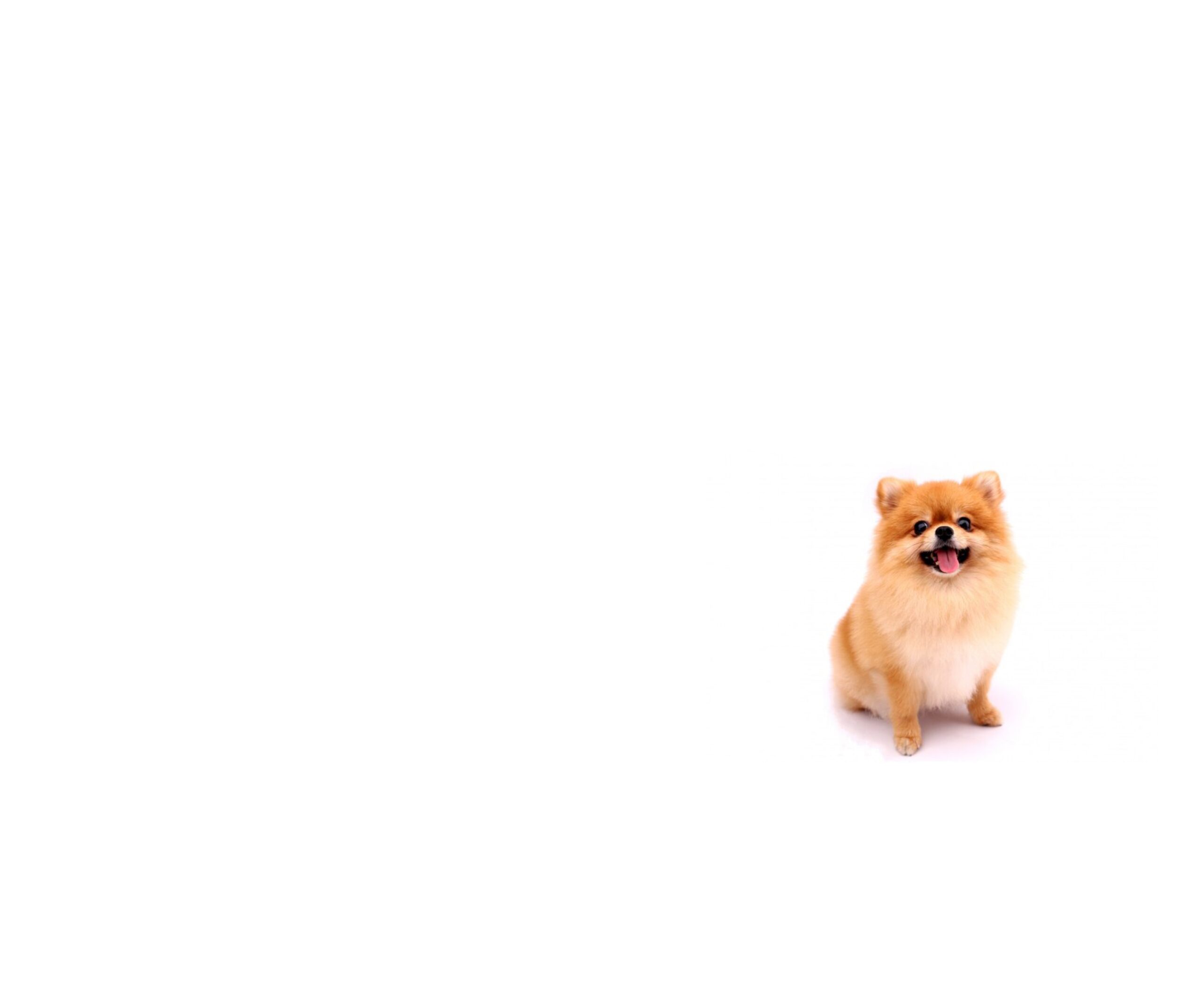 Nobody talks about how it feels to love a dog with issues….