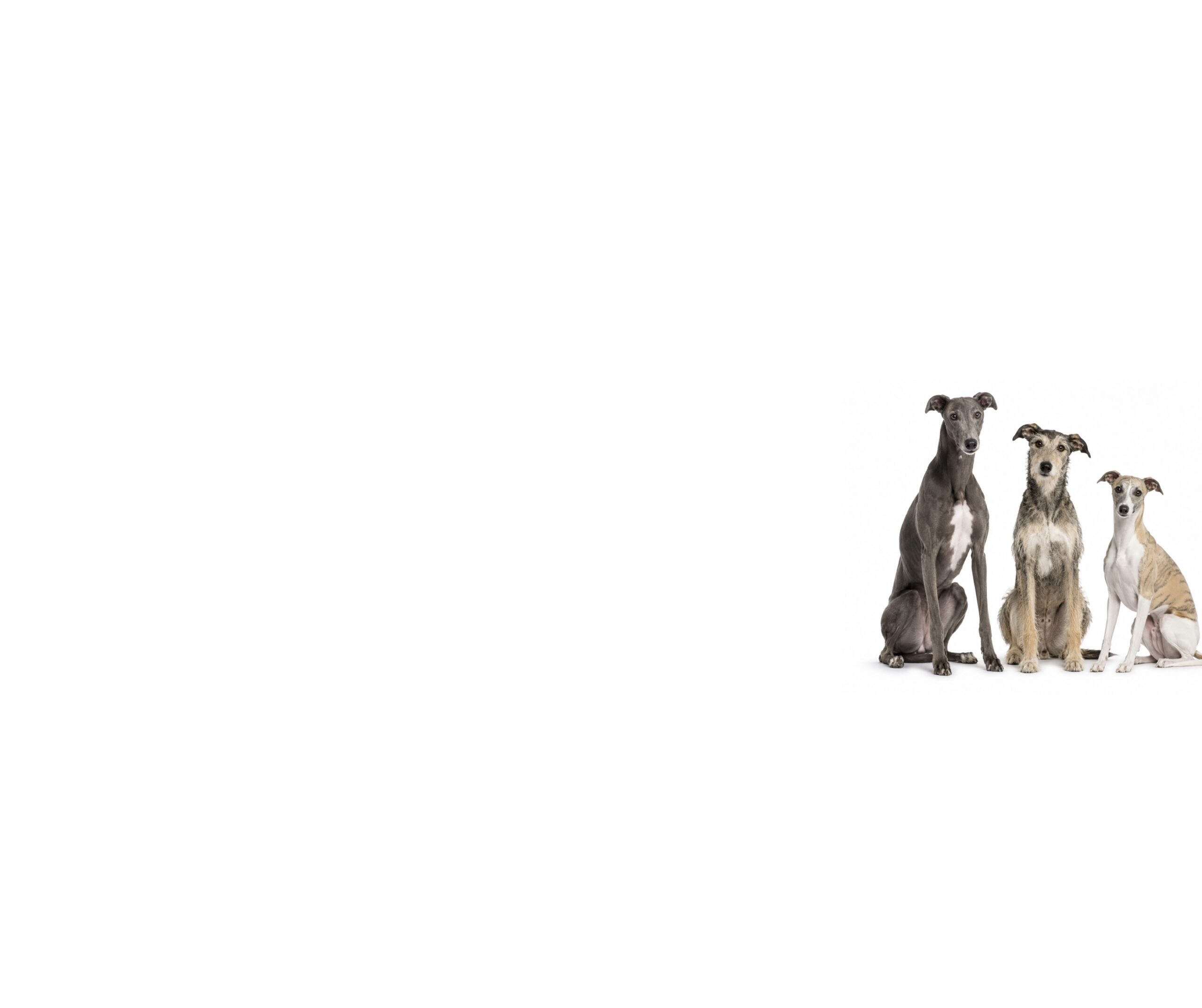 Sighthounds (Greyhounds, Lurchers, Whippets & More): A Behaviour-Led Guide to Genetics, Temperament & Common Challenges (UK)