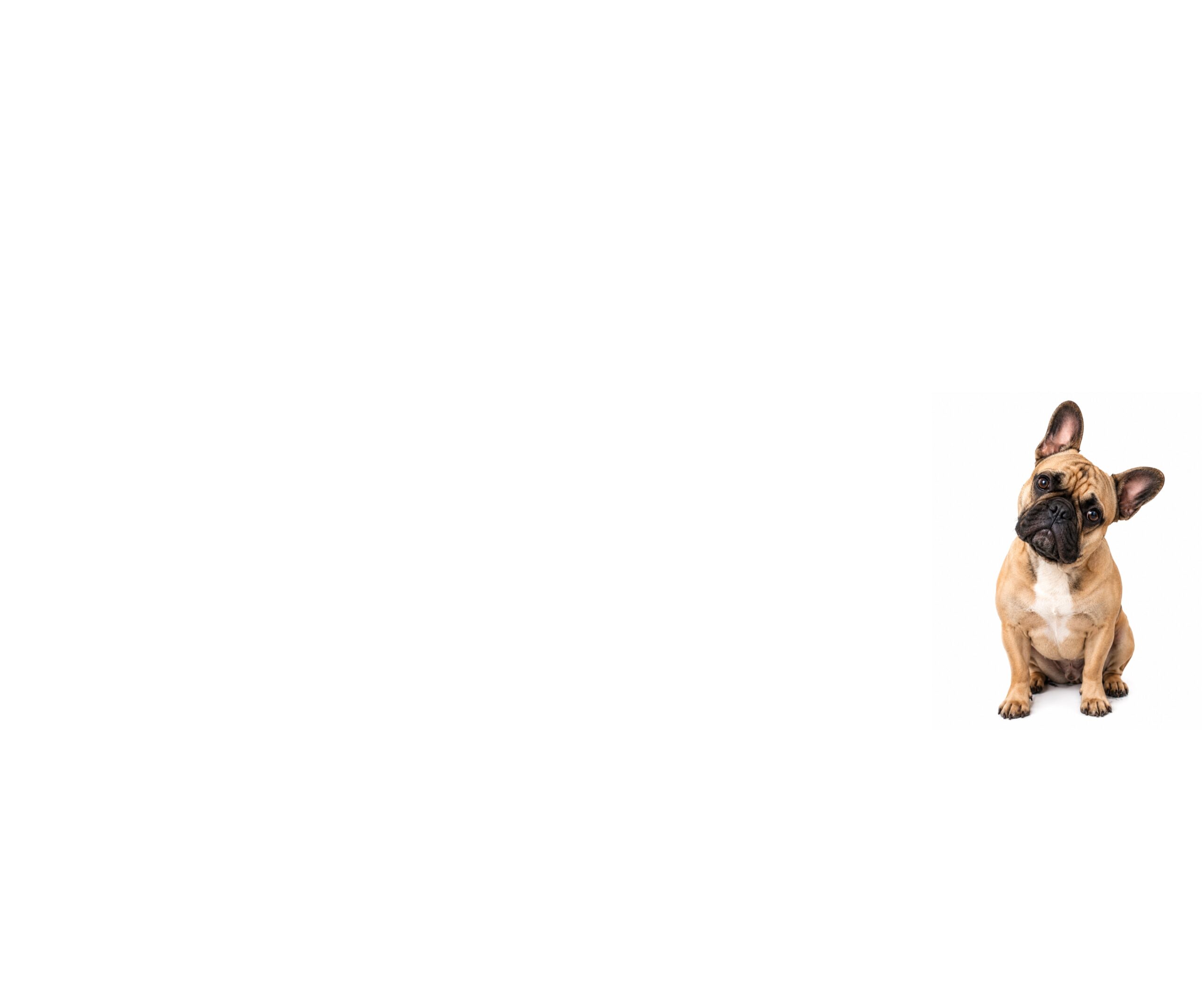 French Bulldogs: A Behaviour-Led Guide to Genetics, Temperament & Common Challenges (UK)
