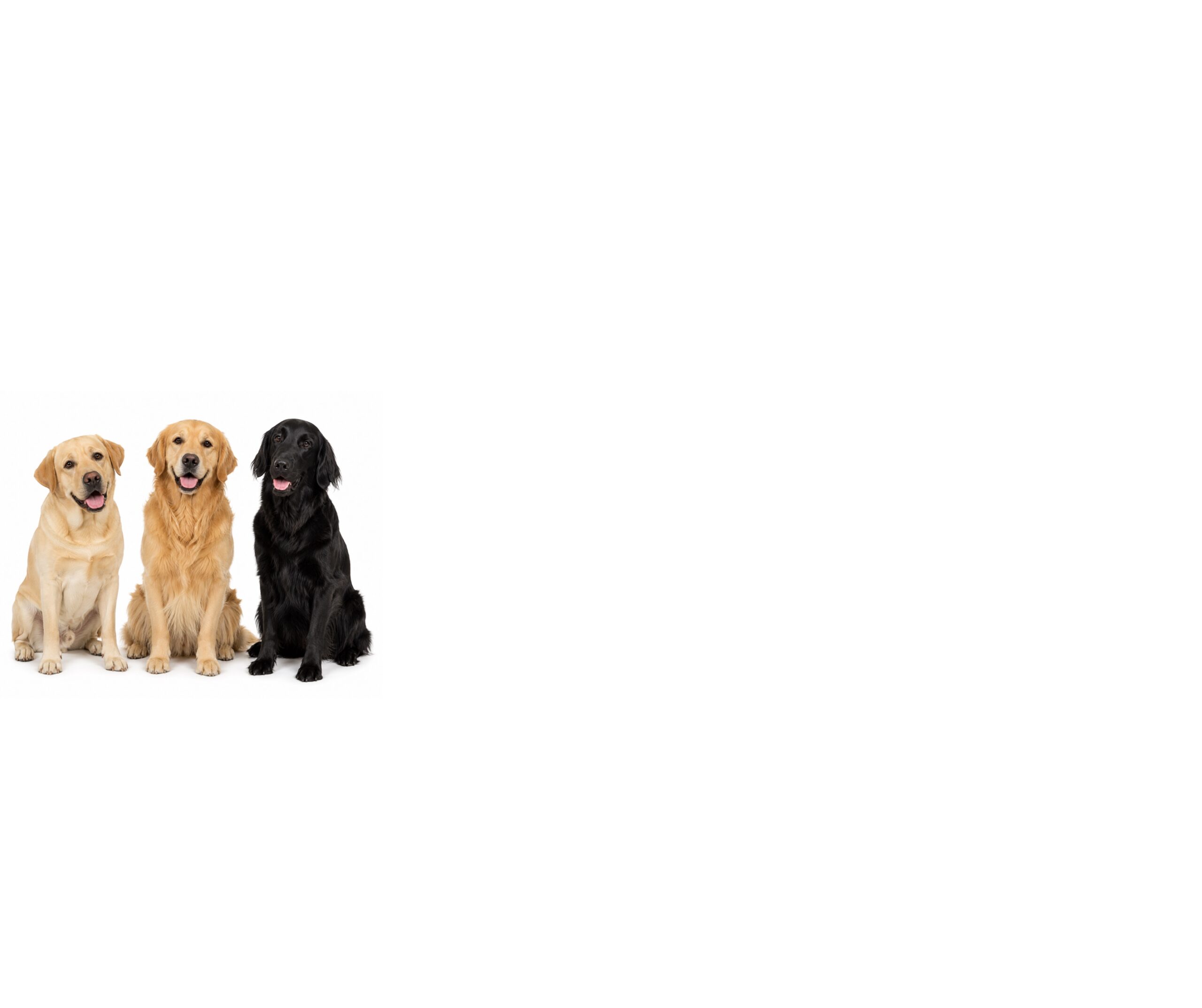 Retrievers (Labradors, Goldens & Similar): Behaviour-Led Guide to Genetics, Temperament & Common Challenges (UK)