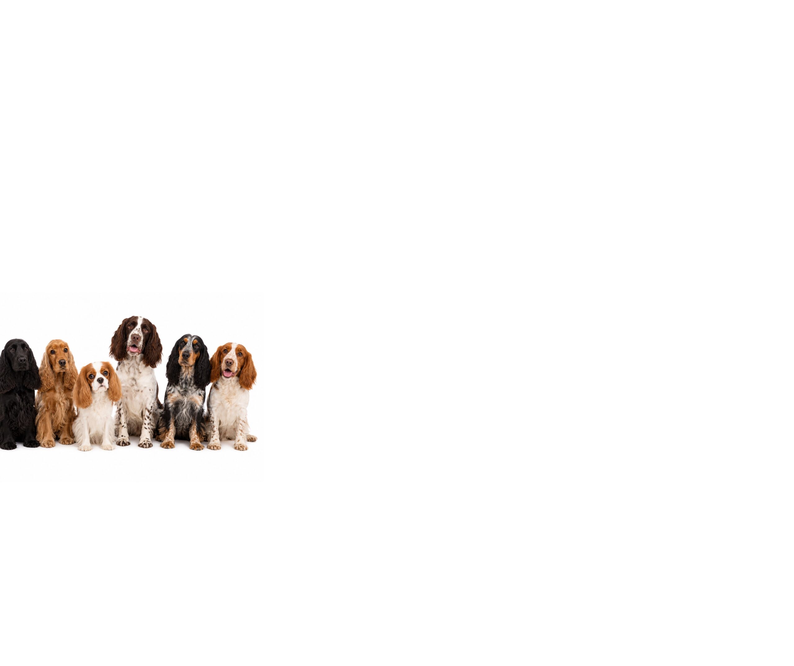 Spaniels (Cocker, Springer, Sprocker & More): A Behaviour-Led Guide to Genetics, Temperament & Common Challenges (UK)