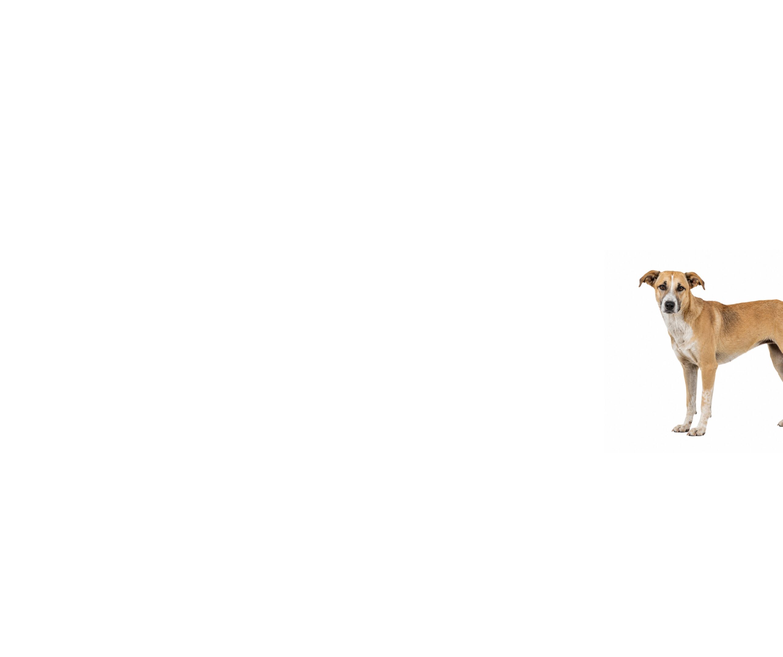 European Street Dogs (Romanian, Bosnian & Similar): A Behaviour-Led Guide to Genetics, Temperament & Common Challenges (UK)