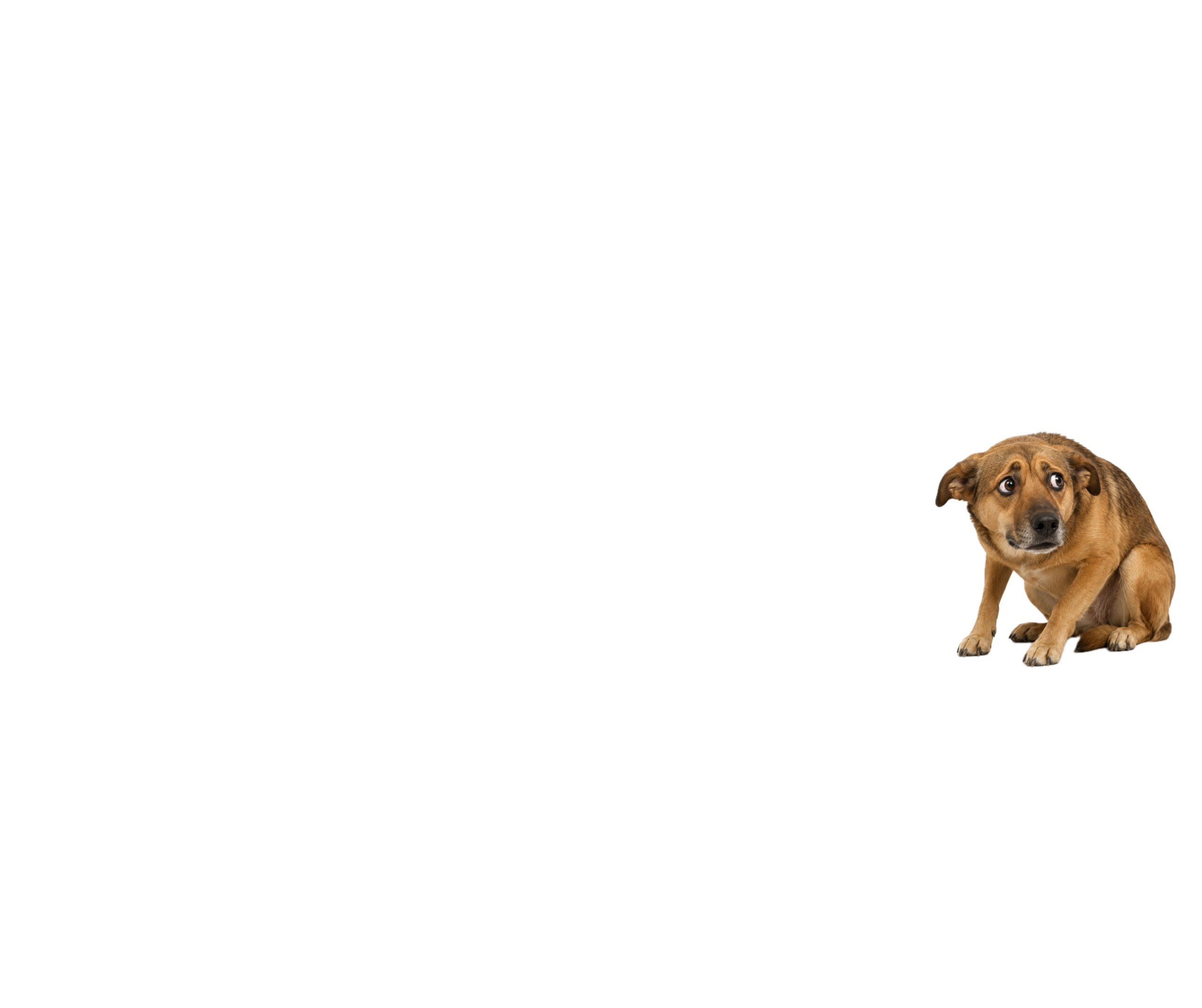 What Fear Reactivity Feels Like: Translating Your Dog’s Panic Into Human Terms