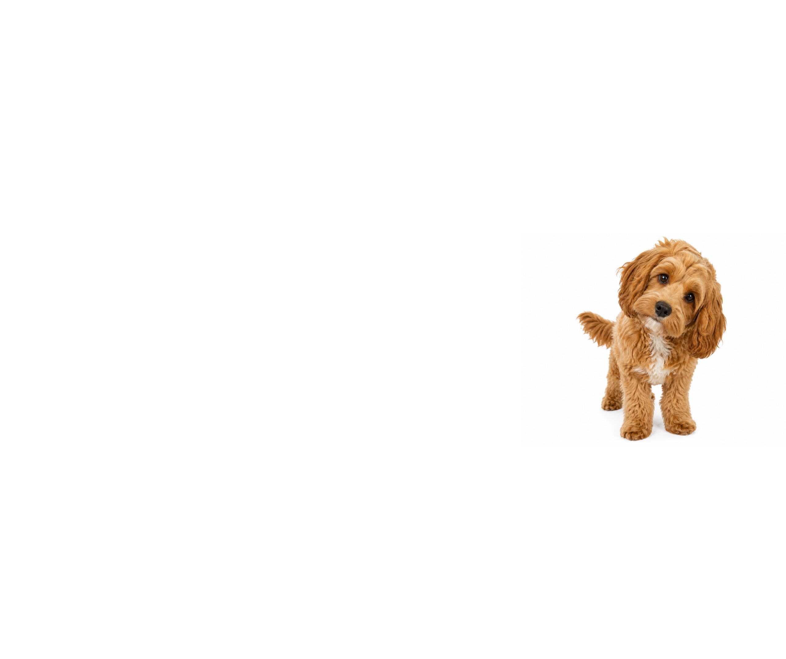 The Cockapoo: a behaviour-led guide (UK)