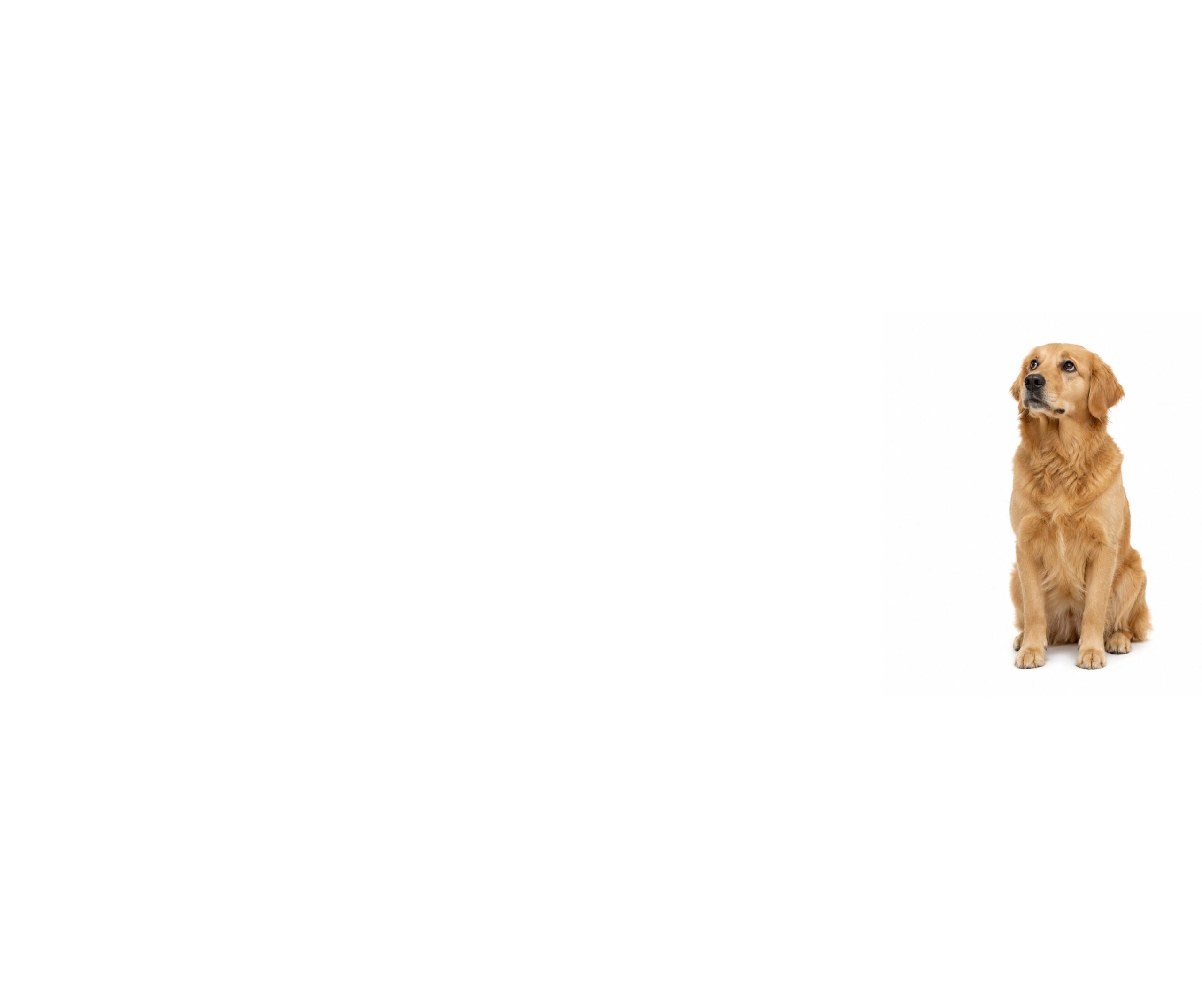Why Dogs Bite or Nip: The Warnings We Miss (and What Your Dog Was Saying First)