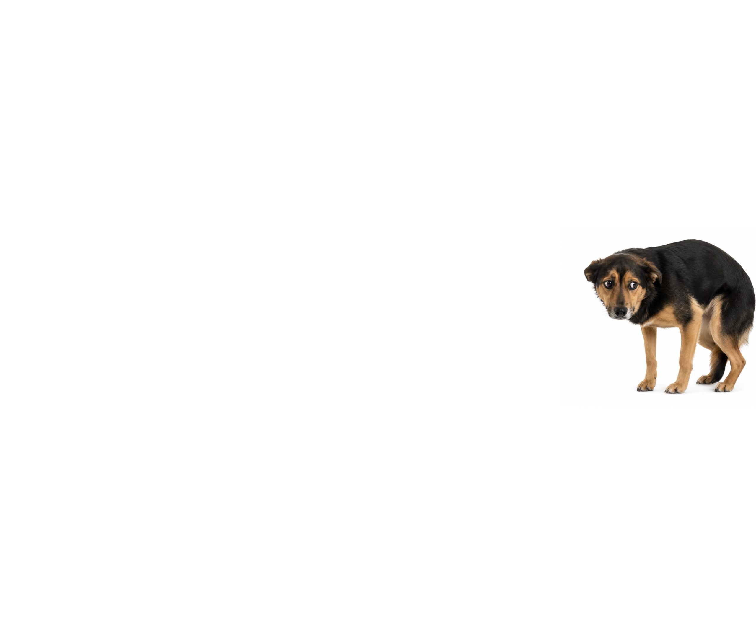 What PTSD and Deep-Rooted Trauma Can Look Like in Dogs (and How We Rebuild Safety)