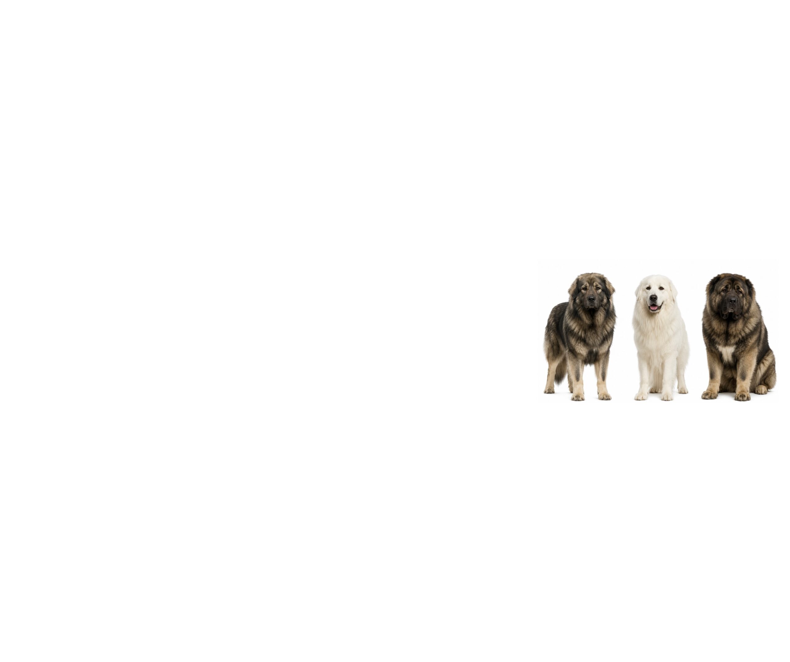 Large Livestock Guardian Breeds (Caucasian Shepherds, Carpathians & Similar): A Behaviour-Led Guide to Genetics, Temperament & Common Challenges (UK)