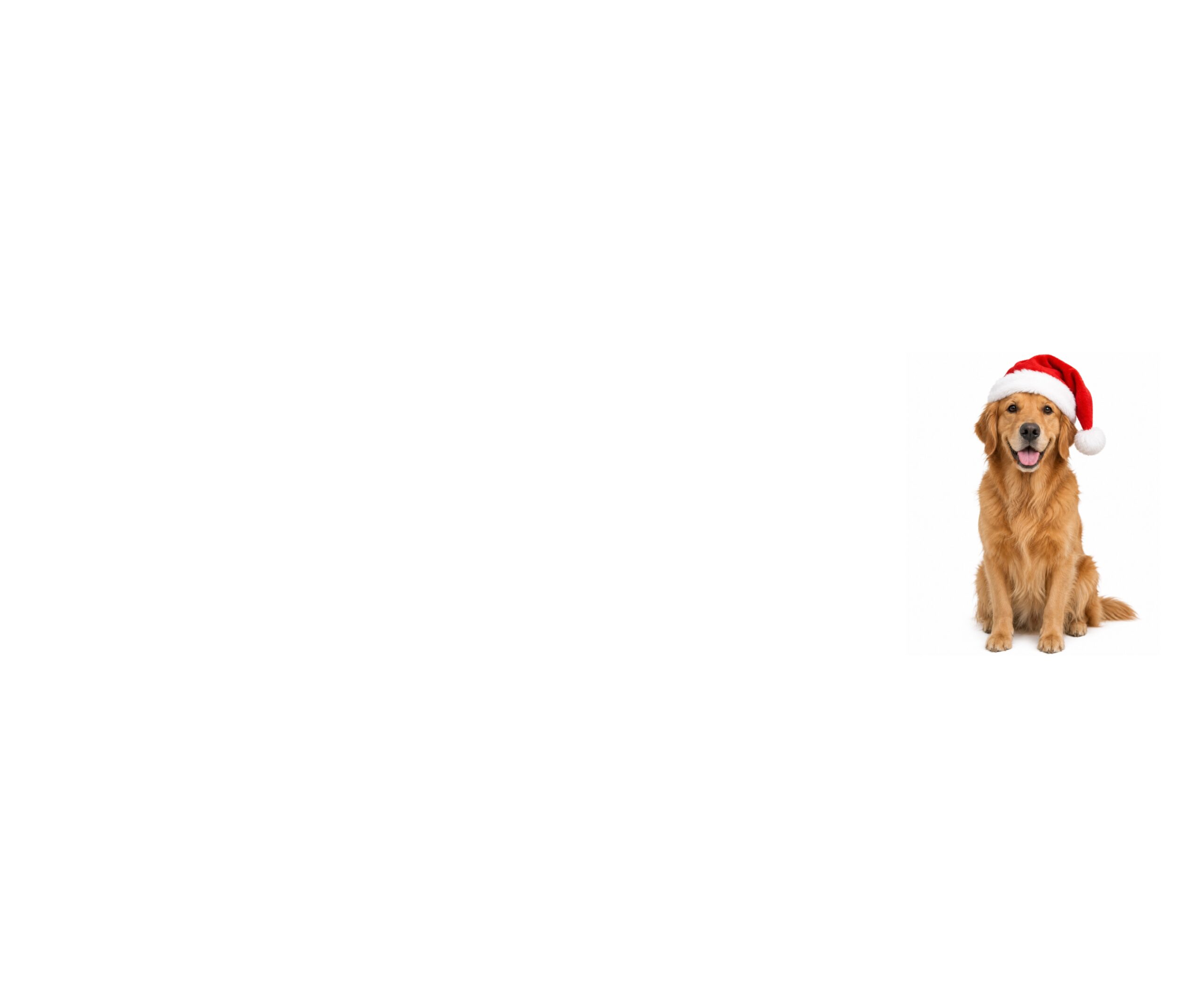 Book Now For Christmas Boarding